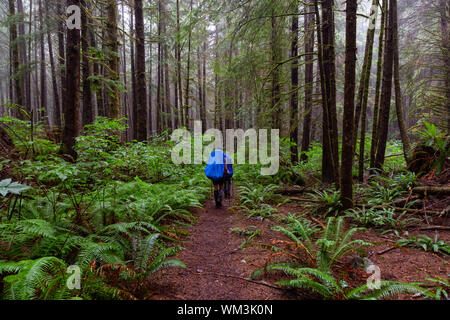 Adventurous female friends are hiking Juan de Fuca Trail in the woods during a misty and rainy summer day. Taken near Port Renfrew, Vancouver Island, Stock Photo