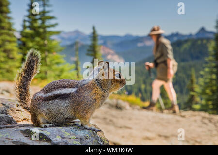 Golden-mantled Ground Squirrel, Callospermophilus saturatus, watching a hiker along the Naches Peak Loop Trail in Mount Rainier National Park, Washing Stock Photo