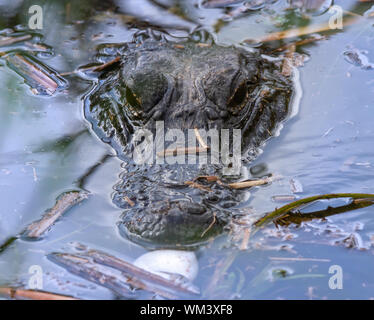 A mother alligator prepares to help one of her hatchlings get out of it's egg in the Florida Everglades. Stock Photo