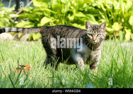 Gray tabby cat stalking on a ladder in the yard Stock Photo - Alamy