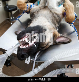 Large dog under anesthesia in veterinarian clinic Stock Photo