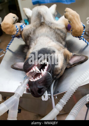 Large dog under anesthesia in veterinarian clinic Stock Photo