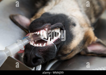 Large dog under anesthesia in veterinarian clinic Stock Photo