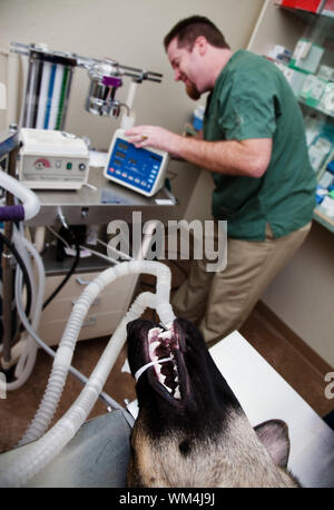 Large dog under anesthesia in veterinarian clinic with technician in background Stock Photo