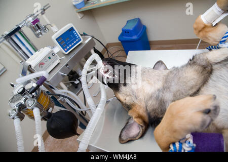 Large dog under anesthesia in veterinarian clinic Stock Photo