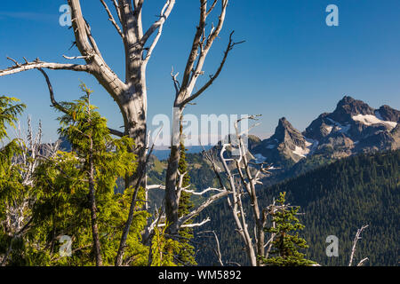 Dead Whitebark Pine, Pinus albicaulis, with living Nootka Cypress, at Sunrise in Mount Rainier National Park, Washington State, USA Stock Photo