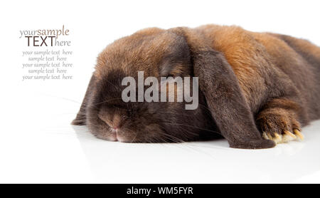 rabbit isolated on a white background Stock Photo