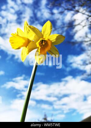 Low Angle View Of Daffodil Against Cloudy Sky