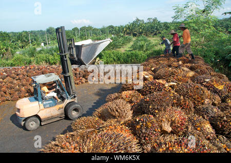 PALM OIL TRANSPORT IN MALAYSIA Stock Photo