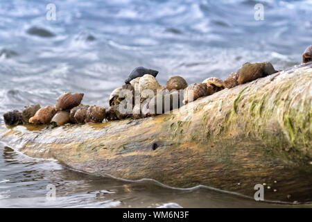 HERMIT CRAB (CLIBANARIUS VITTATUS Stock Photo - Alamy