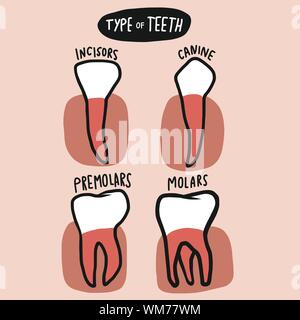 Type of teeth infographic chart vector illustration Stock Vector