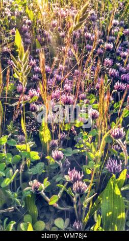 High Angle View Of Purple Wild Flowers Blooming On Field