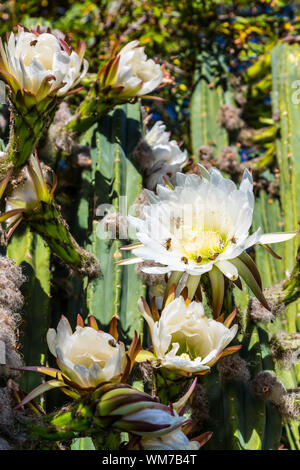 Bees gathering pollen from rare flower on night blooming cereus cactus Stock Photo