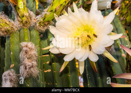 Bees gathering pollen from rare bloom on cereus cactus Stock Photo