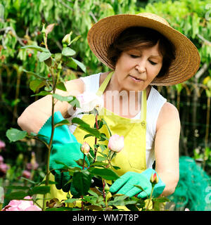 Senior woman pruning roses in her garden Stock Photo