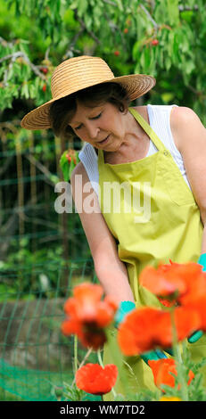 Senior woman pruning roses in her garden Stock Photo