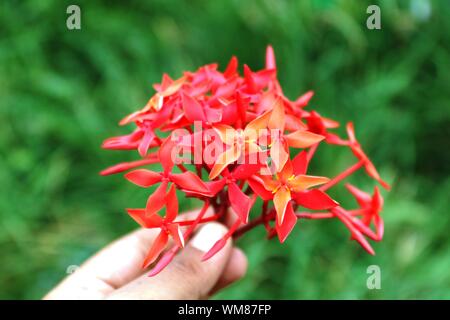 Holding Ixoras, Lovely Small Tiny Red Flower Bunch Stock Photo