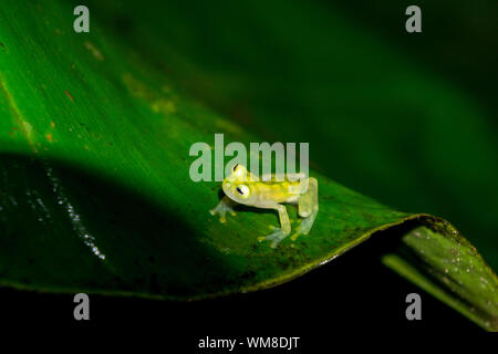 Reticulated Glass Frog - Costa Rica Wildlife Stock Photo