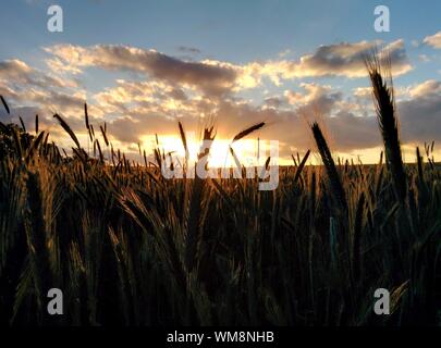 Scenic View Of Field Against Cloudy Sky
