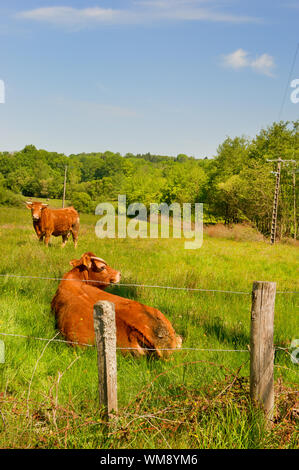 Brown Limousin cow as typical breed in France Stock Photo