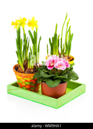 colorful spring flowers in pots on white background. pink primulas, yellow narcissus Stock Photo