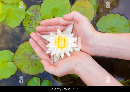 Woman hands holding lotus flower Stock Photo