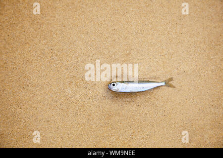 A little fish lying on a sandy beach - has died Stock Photo