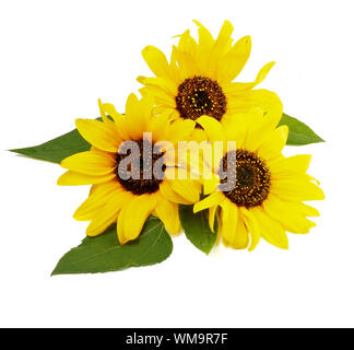 Arrangement of Three Beauty Sunflowers with Leaves isolated on white background Stock Photo
