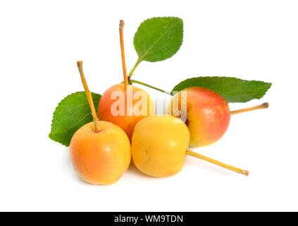 Malus baccata known by the common names Siberian crab apple, Siberian crab, Manchurian crab apple and Chinese crab apple. Isolated Stock Photo