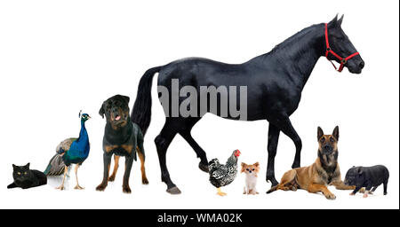 group of animals in front of white background Stock Photo