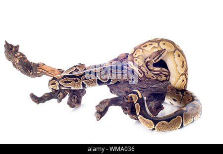 Python regius in front of white background Stock Photo
