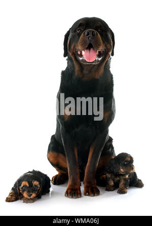portrait of a purebred rottweiler and puppies yorkshire terrier in front of white background Stock Photo