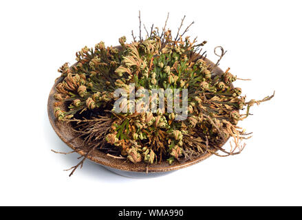 Selaginella lepidophylla or Lycopodium lepidophyllum. Flower of stone, false rose of Jericho, rose of Jericho, resurrection plant, resurrection moss, Stock Photo