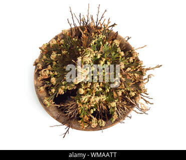 Selaginella lepidophylla or Lycopodium lepidophyllum. Flower of stone, false rose of Jericho, rose of Jericho, resurrection plant, resurrection moss, Stock Photo