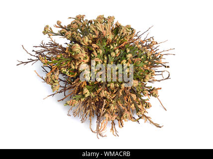 Selaginella lepidophylla or Lycopodium lepidophyllum. Flower of stone, false rose of Jericho, rose of Jericho, resurrection plant, resurrection moss, Stock Photo