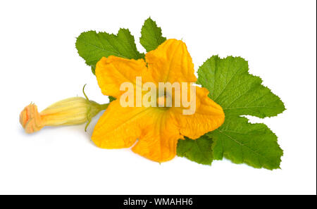 Zucchini or courgette flowers isolated on white background. Stock Photo