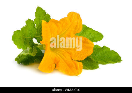 Zucchini or courgette flowers isolated on white background. Stock Photo