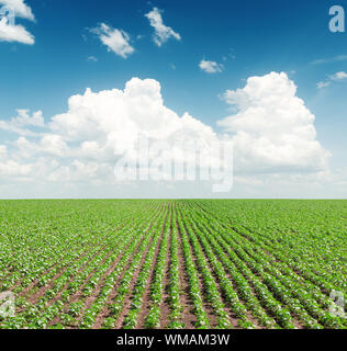 green field with sunflowers under cloudy sky in blue sky Stock Photo