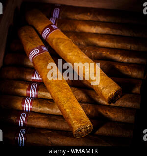 Close up of cigars in open humidor box Stock Photo