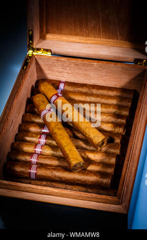 Close up of cigars in open humidor box Stock Photo