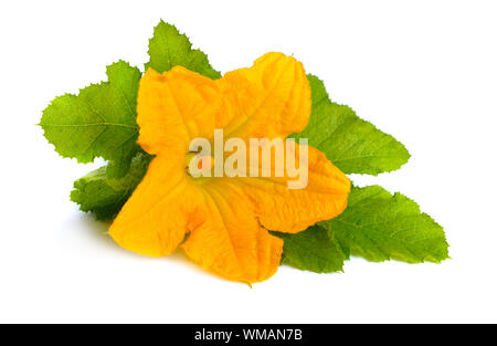 Zucchini or courgette flowers isolated on white background. Stock Photo