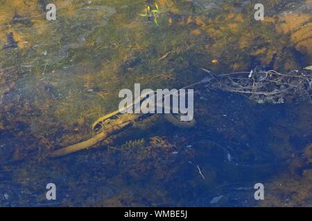 An abandoned scooter dumped in the River Shannon, Limerick, Ireland Stock Photo