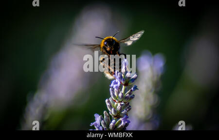 A closeup macro shot of a bumblebee taking off from a lavender flower Stock Photo