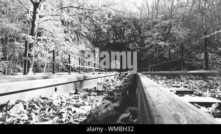 Railroad Tracks Amidst Trees On Field