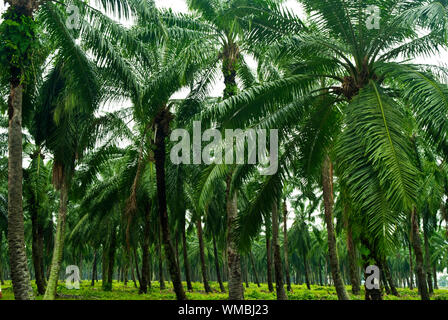 Palm oil to be extracted from its fruits. Fruits turn red when ripe. Photo taken at palm oil plantation in Malaysia, which is also the world largest p Stock Photo