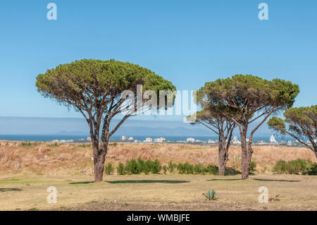 Pine trees with Somerset West, the Strand, the sea and Table Mountain in Cape Town in the background Stock Photo