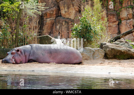 Sleeping Hippo at the edge of the pool, Hippopotamus amphibius Stock Photo