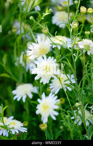 White flowers of Kalimeris pinnatifida 'Hortensis', double Japanese aster  'Hortensis', Japanese aster  'Hortensis' Stock Photo