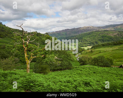 View of a lone dead tree in the Snowdonia National Park from the Watkin Path with the River Cwn Llan in the background on a summers day, Wales, UK