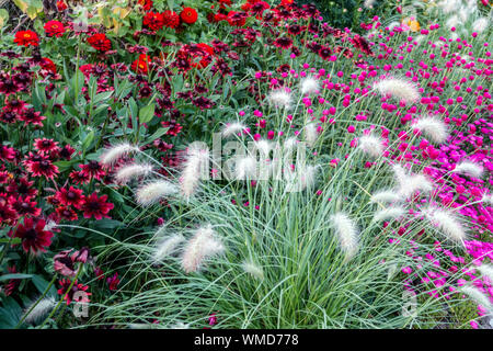 Clumps of Pennisetum villosum in the colorful flower bed, Rudbeckia Purple Aster, Globe Amaranth Zinnias Stock Photo